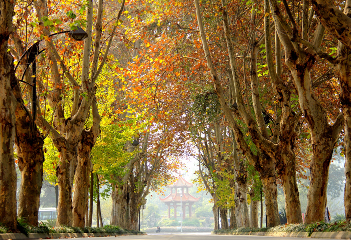 四川大学